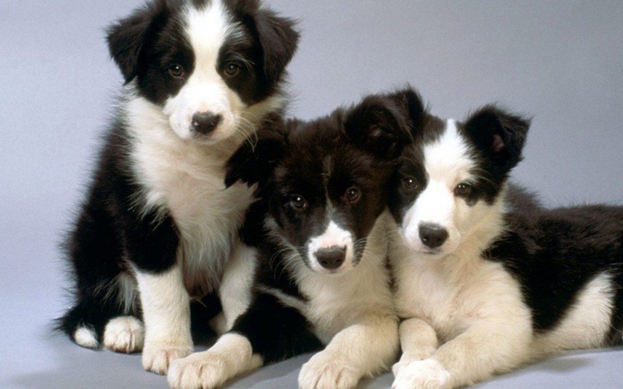 Cute-Puppies-puppies-16094611-1280-800
