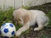 Cute-Puppy-puppies-15813369-1024-768