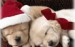 Christmas-Puppy-puppies-15897189-120-75