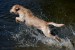 1124202-happy-dog-labrador-retriever-jumping-into-the-water