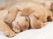 Cute-puppies-in-hug-puppies-14748941-1600-1200